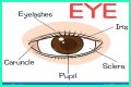 Body part with a pupil