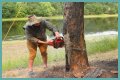 Cut down as a tree limb